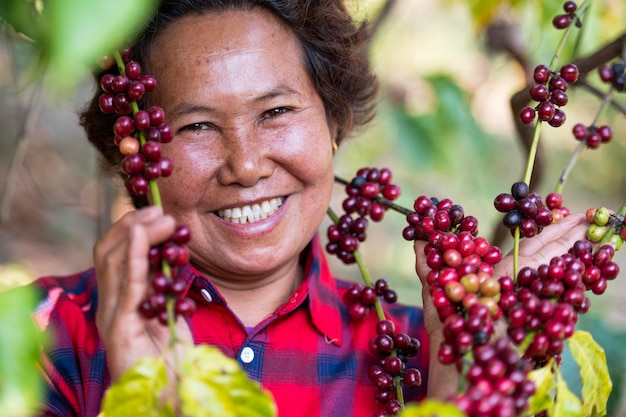 Jagody kawy Arabica ręką azjatyckiego rolnika Jagody kawy Robusta i Arabika ręką azjatyckiego rolnika Gia Lai Wietnam