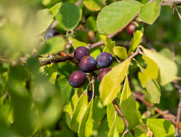 Jagody tarniny niebieskiej Prunus spinosa na kawałku w Grecji