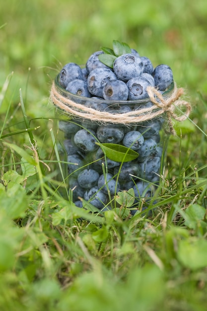 jagody w szklanym słoju na zielonej trawie Pojęcie zdrowego odżywiania Borówki