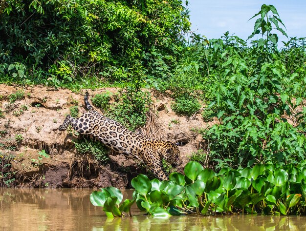 Jaguar Atakuje Swoją Ofiarę.