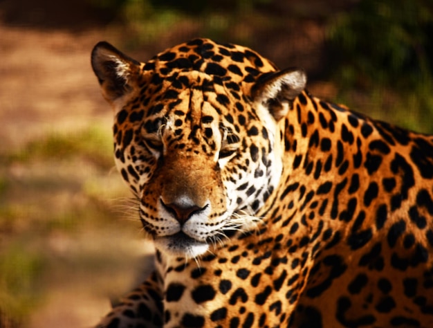 Jaguar, król dżungli, przygotowywał się do ataku na swoją zdobycz