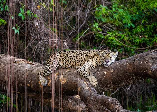 Jaguar leży na malowniczym drzewie w środku dżungli.