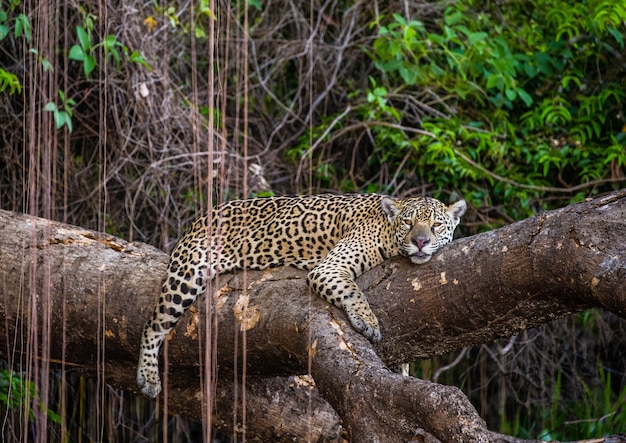 Jaguar leży na malowniczym drzewie w środku dżungli.