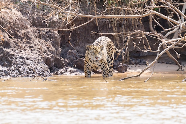 Jaguar na brzegu rzeki z Pantanal Brazylia Dziki brazylijski kot Przyroda i dzika przyroda