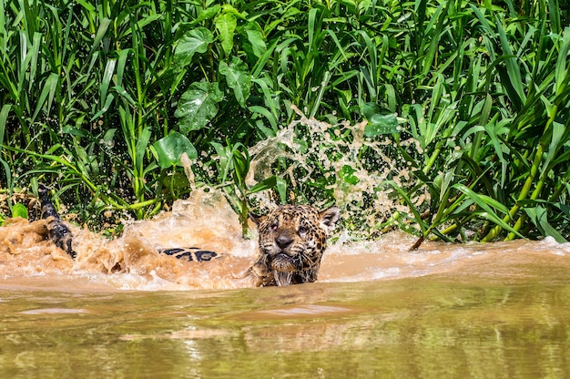 Jaguar Pływa Po Rzece.