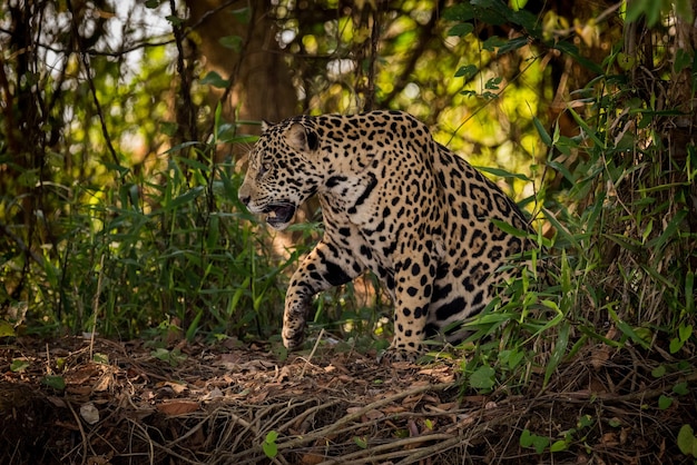 Jaguar w lesie.