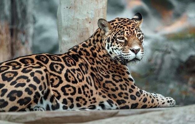 Jaguar