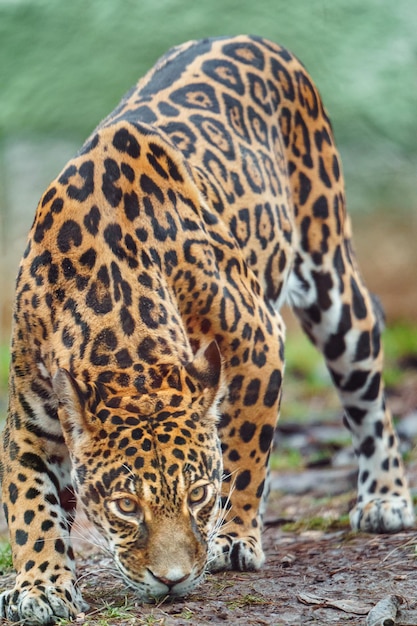 Jaguar