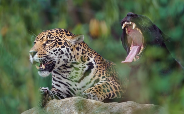 Zdjęcie jaguar