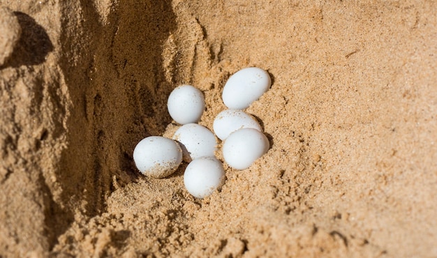 Jaja białej jaszczurki znalezione w żółtym piasku z bliska.