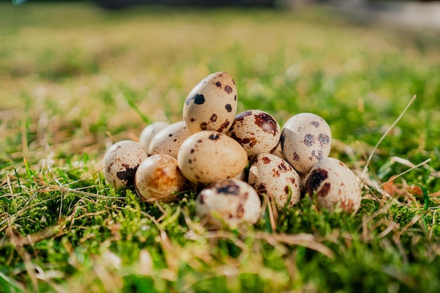 Jaja przepiórcze ślizgają się po zielonej trawie na polu Leży wygrzewając się na słońcu Kopiuj przestrzeń