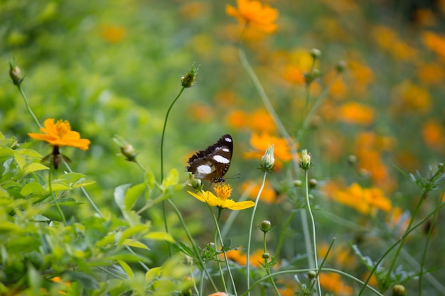 Jajeczny Motyl Na Kwiacie W Jego Naturalnym środowisku