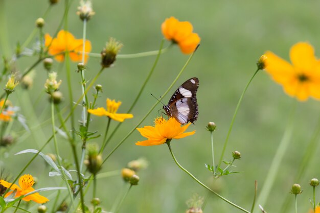 Jajeczny Motyl Na Kwiacie W Jego Naturalnym środowisku