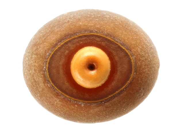 Jajo owada patyczka indyjskiego, Carausius morosus 2,5 mm, na białym tle