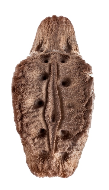 Jajo Phyllium giganteum, patyczaki, phasmatodea