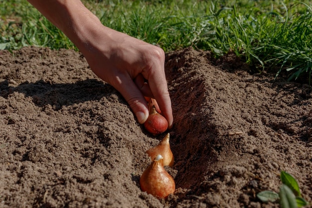 Zdjęcie jak sadzić cebulki tulipanów jesienią sadzenie cebulek tulipanów w przygotowanej glebie