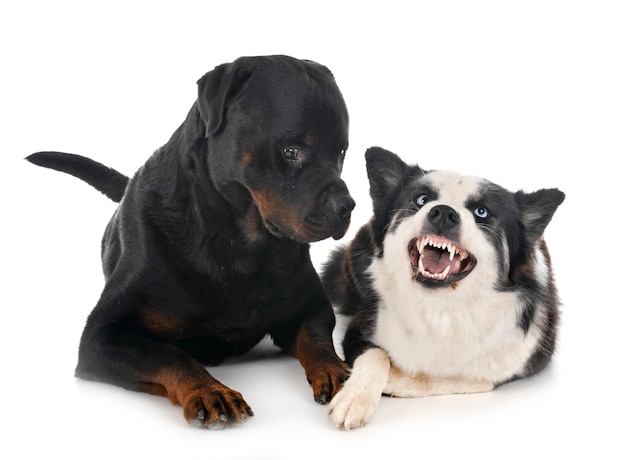 Jakucka Laika i rottweiler