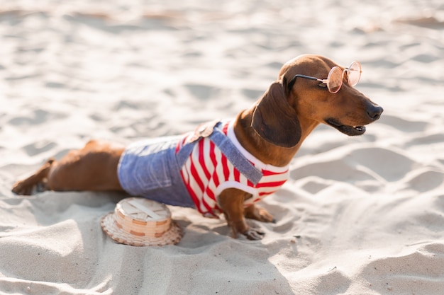 Jamnik karłowaty w okularach przeciwsłonecznych i słomkowym kapeluszu opala się na piaszczystej plaży
