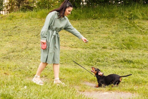 Jamnik skaczący na kij na polu z zieloną trawą Kobieta bawi się ze swoim psem