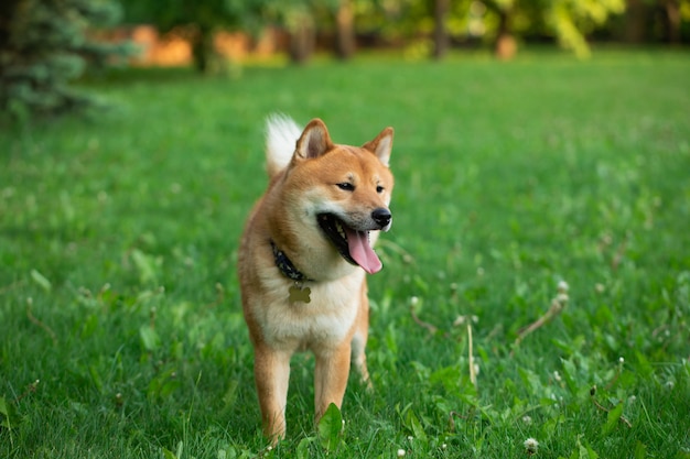 Japanease Shiba inu czerwony pies biega na trawie