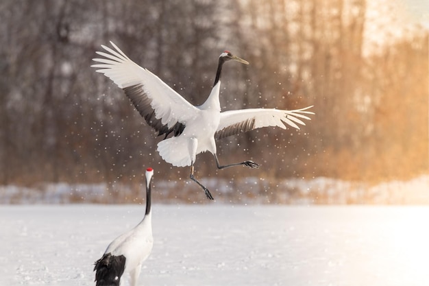 Zdjęcie japonia hokkaido redcrowned żurawie ptaki śnieg przyrody