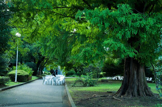 Japonia Tokio letni spokojny las roślinny Ueno Park