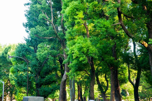 Japonia Tokio letni spokojny las roślinny Ueno Park