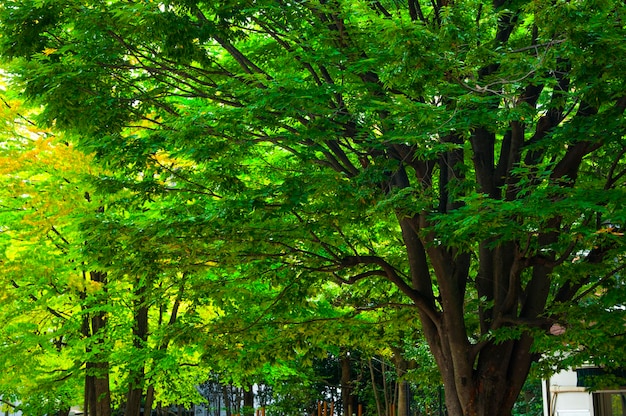 Japonia Tokio Sensoji Świątynia Kaminarimon ulica handlowa deszczowy dzień zielone klony