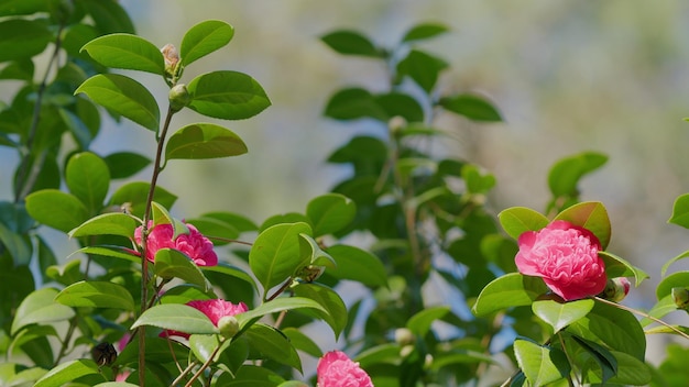 Japońska kamelia lub kamelia japonica na słoneczną wiosnę różowe kwiaty kamelii w pełnym rozkwicie