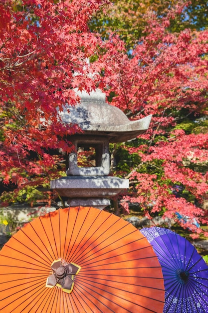 Japońska latarnia i kolorowe papierowe parasole w tradycyjnym ogrodzie z jasnymi klonami w słoneczny dzień