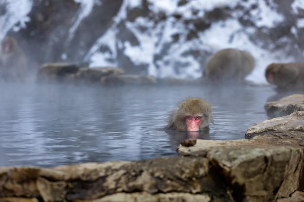 Japońska rodzina małp śnieżnychJigokudani Monkey Park Nagano Japanon 09 stycznia 2022 r