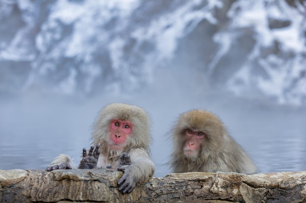 Japońska rodzina małp śnieżnychJigokudani Monkey Park Nagano Japanon 09 stycznia 2022 r