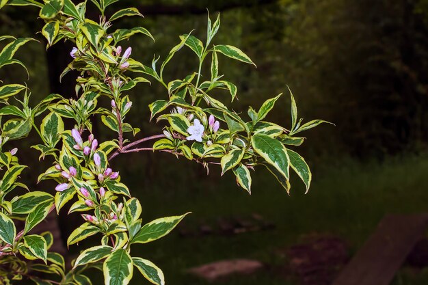 Zdjęcie japońska weigela blado-różowe pąki kwiatowe łacińska nazwa weigela japonica var sinica