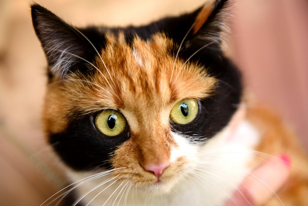 Japoński bobtail kota domowego spojrzenia w obiektyw aparatu. Kot żółw