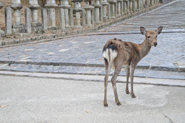 Japoński jeleń brunatny na starożytnej kamiennej drodze w Nara w Japonii