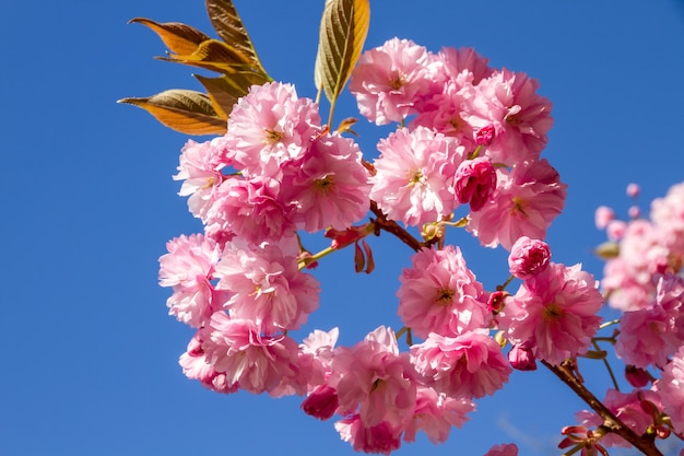 Japoński kwiat wiśni na wiosnę Widok z bliska