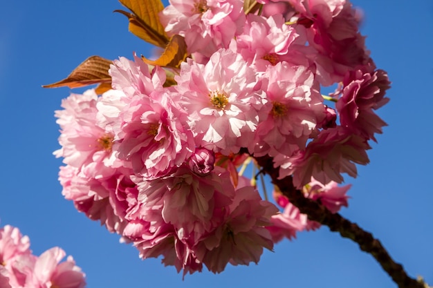 Japoński kwiat wiśni na wiosnę widok z bliska
