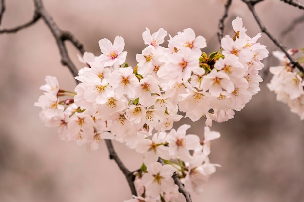 Japoński kwiat wiśni w publicznym ogrodzie Piękny i świeży na piknik