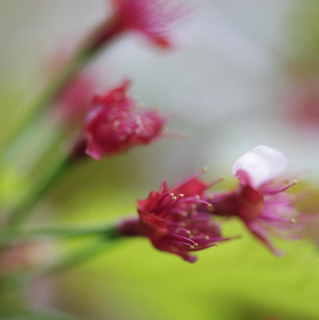 Japoński kwiat wiśni wczesną wiosną