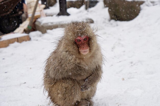 Zdjęcie japoński makak na polu podczas opadów śniegu