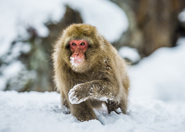 Japoński makak siedzi na śniegu. Japonia. Nagano. Jigokudani Monkey Park.