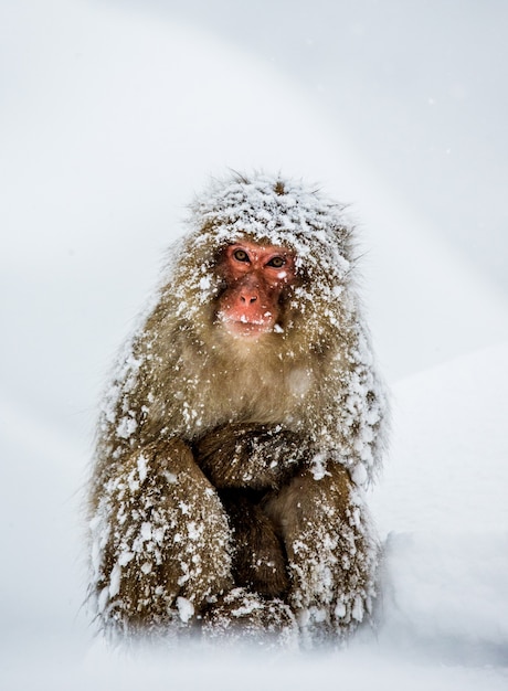 Japoński makak siedzi na śniegu