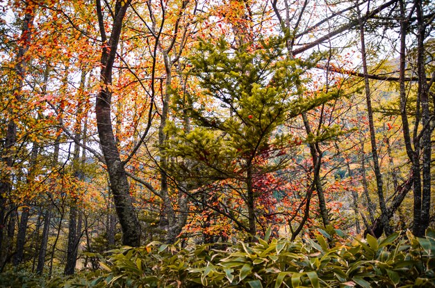 Japoński naturalny sosnowy lasu park z wiele drzewami w jesień sezonie