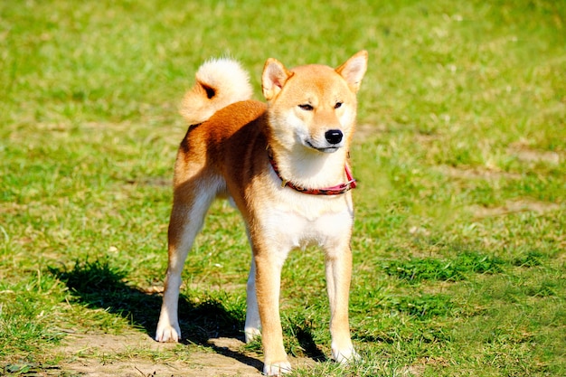 Japoński pies myśliwski Shiba Inu stoi na zielonej trawie.
