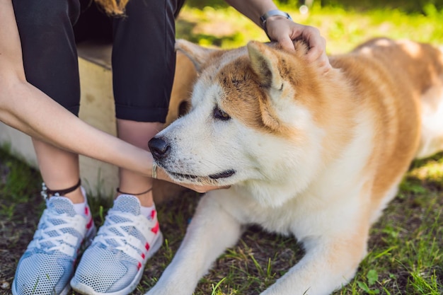 Japoński pies portret akita inu z młodą kobietą na zewnątrz.