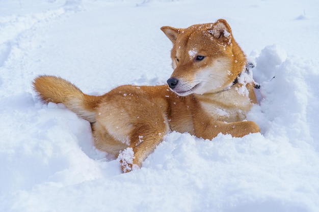 Japoński pies shiba inu bawi się zimą na śniegu