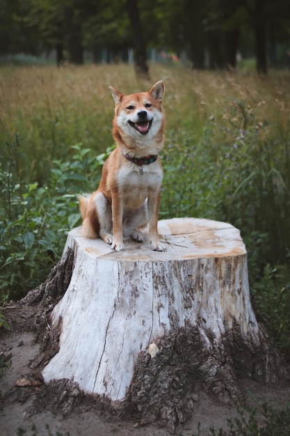 Japoński pies Shiba Inu siedzi na pniu i patrzy w dal Piękny czerwony pies.