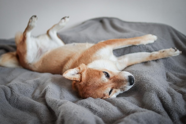 Japoński pies shiba inu śpi na łóżku. Ładny czerwony pies śpi bardzo śmiesznie.