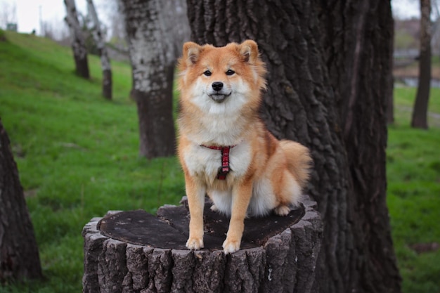 Japoński pies Shiba siedzi na pniu w parku Słodki puszysty pies