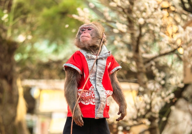 Zdjęcie japoński pokaz sarumawashi, w którym małpa wykonuje akrobatyczne sztuczki w sanktuariach tenjin